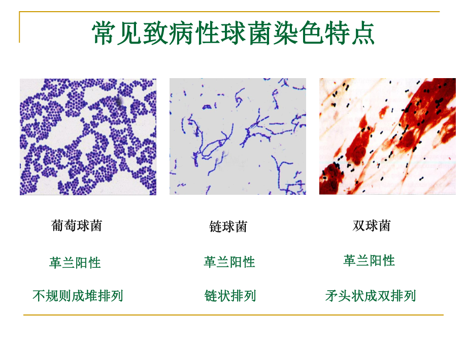 球菌和肠道杆菌病原学检测.ppt_第3页