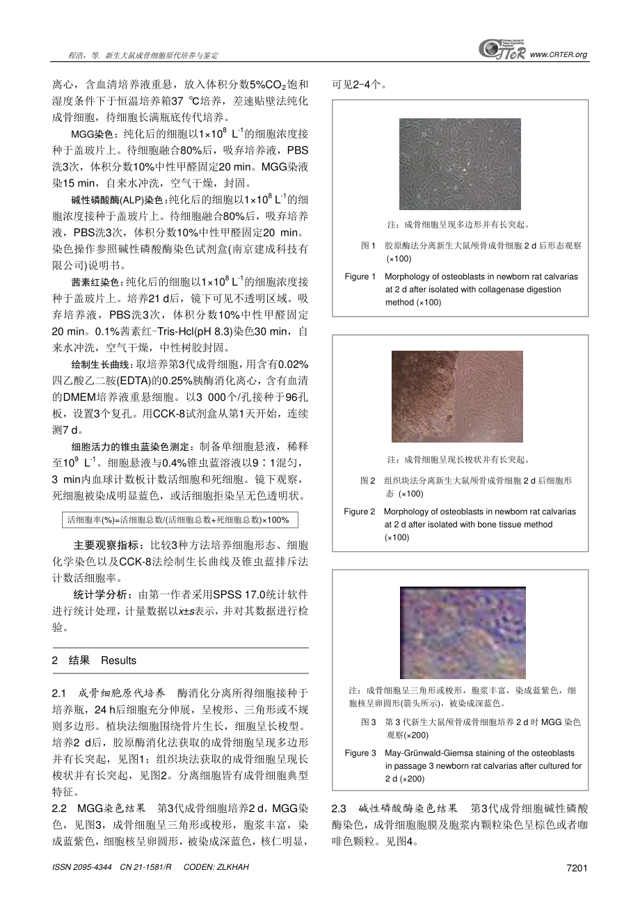 新生大鼠成骨细胞原代培养与鉴定.pdf_第3页