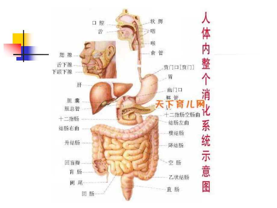 糖尿病的病因及发.ppt_第3页