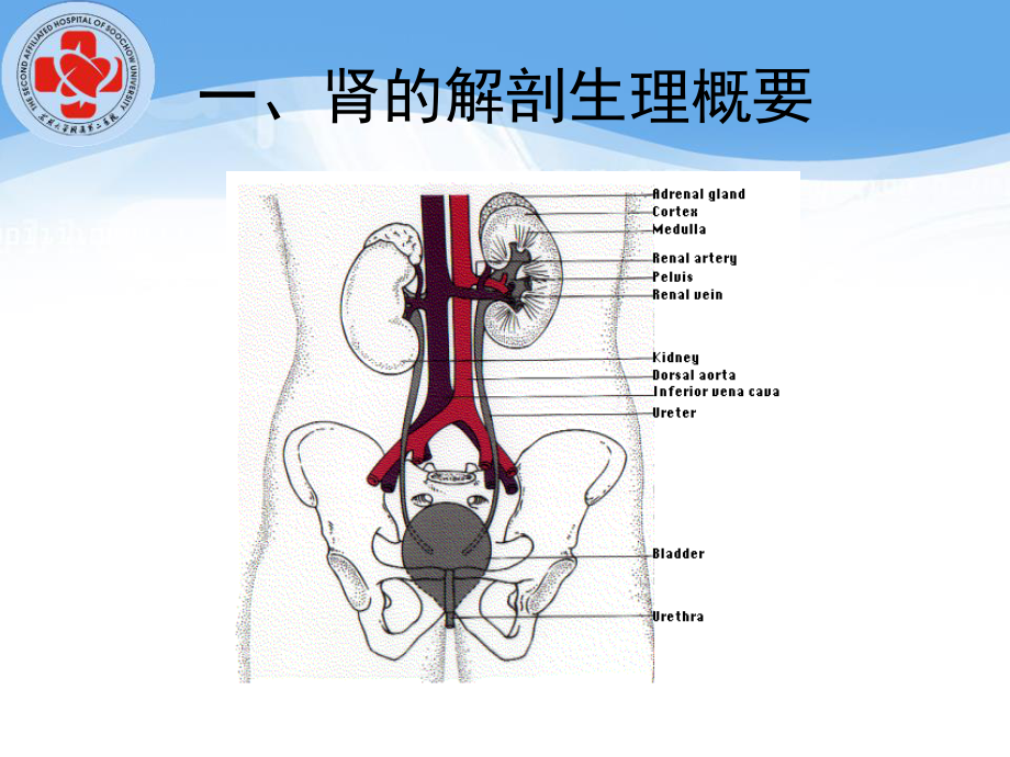 泌尿系统总论.ppt_第2页