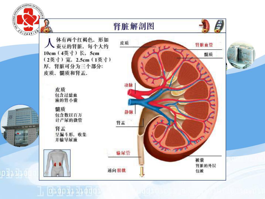 泌尿系统总论.ppt_第3页