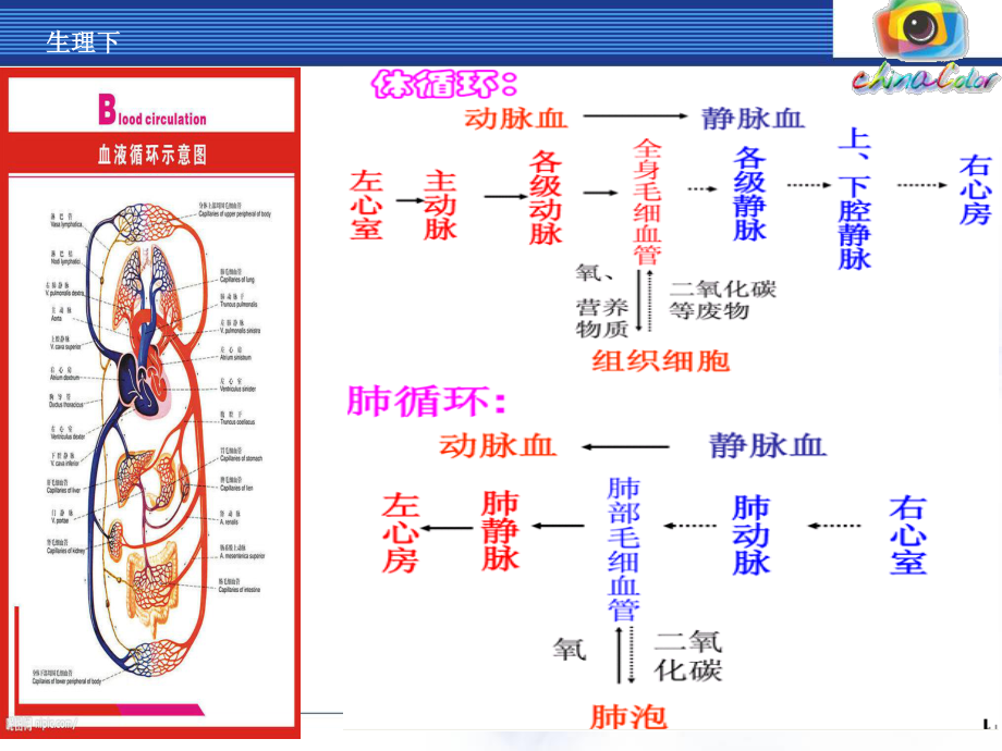 放血排瘀疗法讲义..ppt_第3页