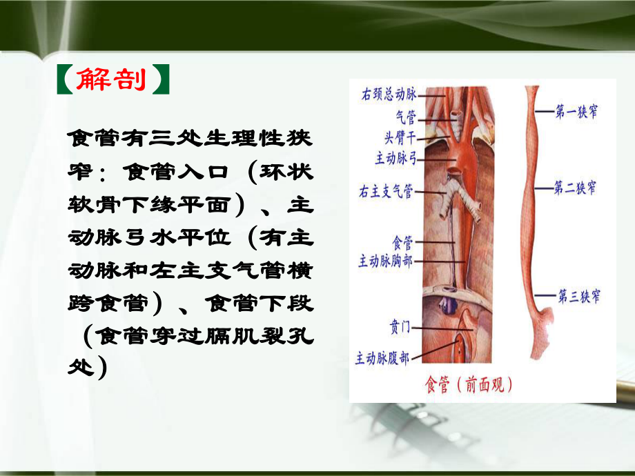 食管癌-孙会.ppt_第2页