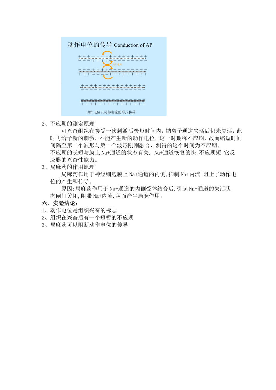 神经干动作电位及局麻药的作用.doc_第3页