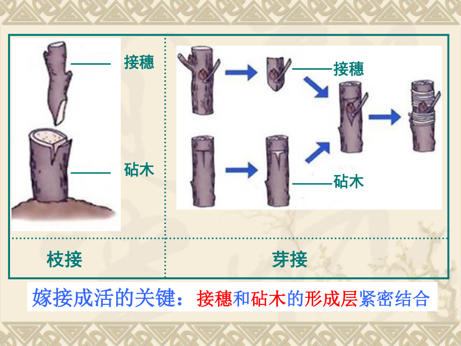 由两性生殖细胞结合成受精卵发育成新体的过程.ppt_第3页