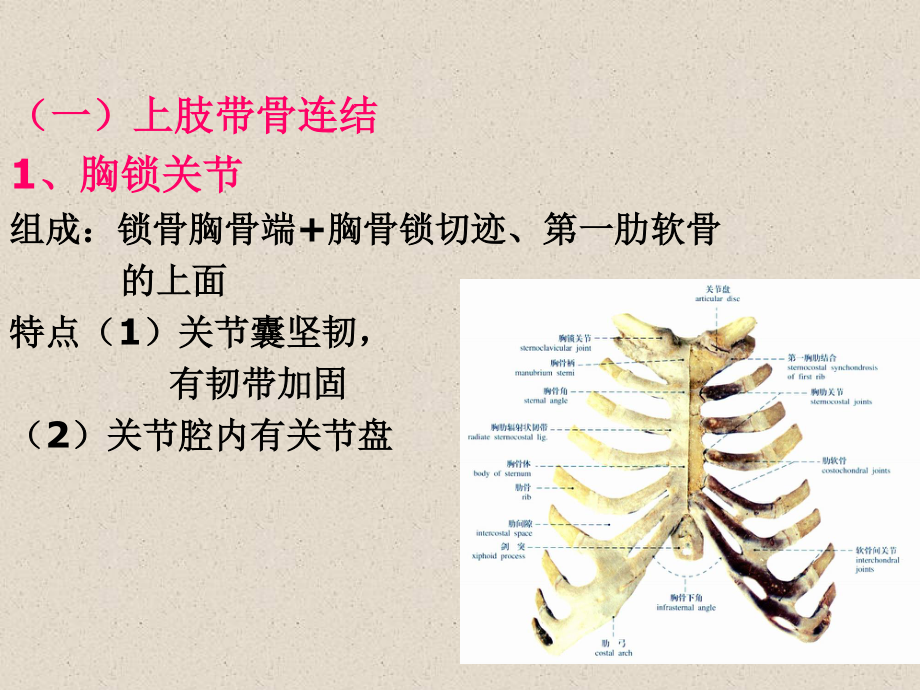 四肢骨连结.ppt_第2页