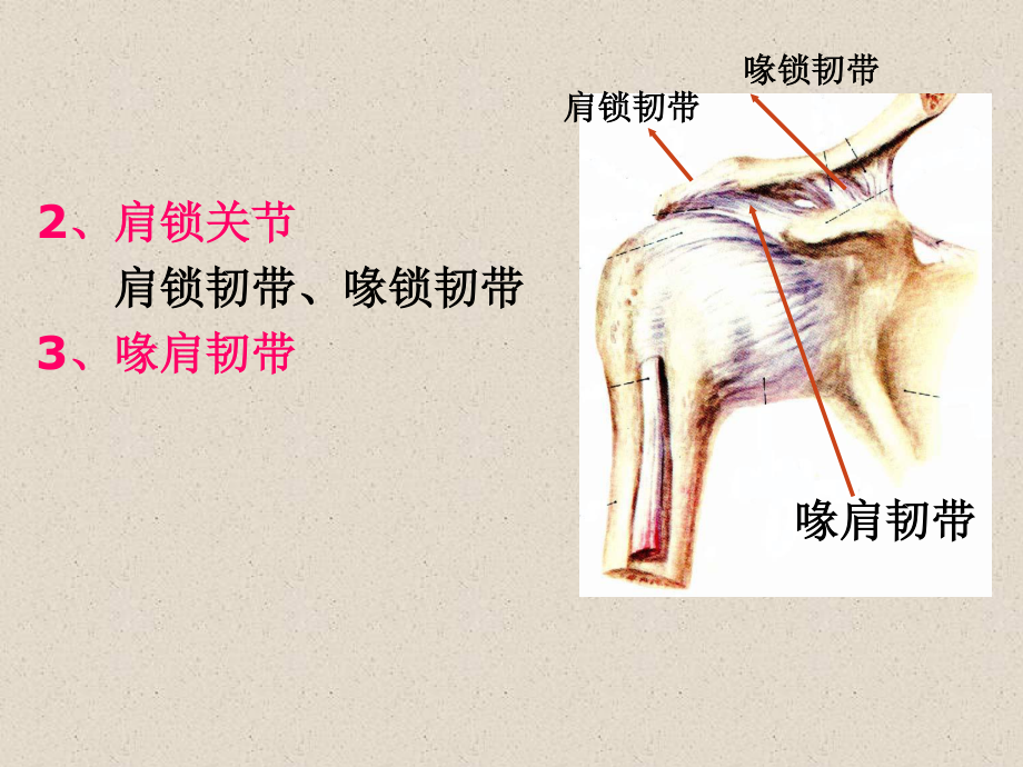 四肢骨连结.ppt_第3页