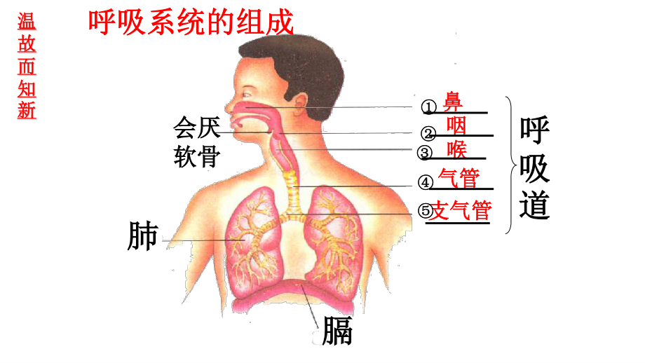 发生在肺内的气体交换.pptx_第2页