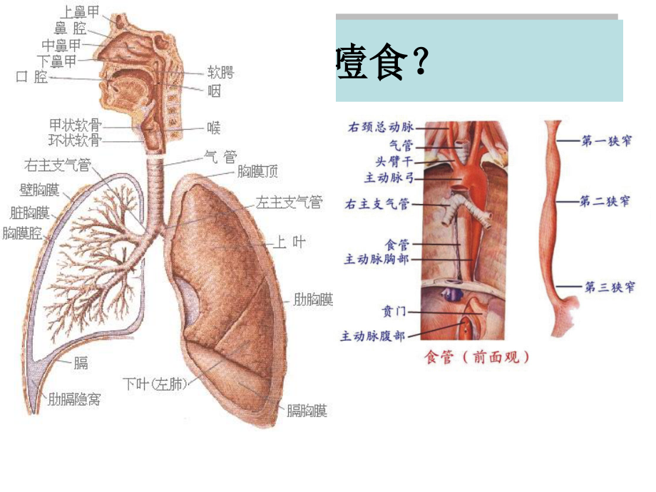 噎食及噎食后急救.ppt_第2页