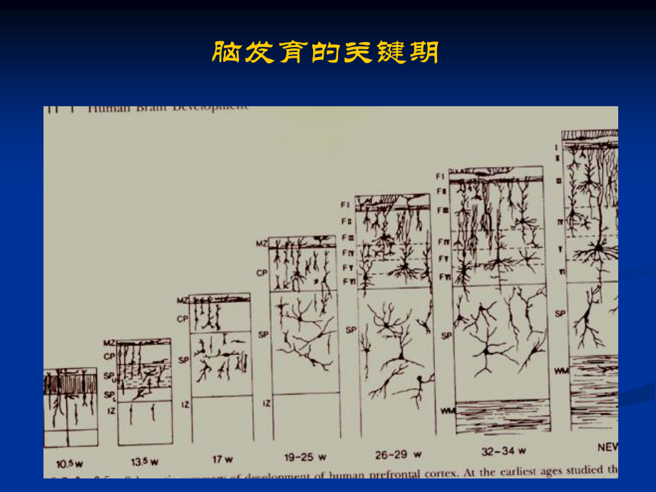 早产儿颅内出血及脑室周围白质软化--中国医大盛京医院.ppt_第3页