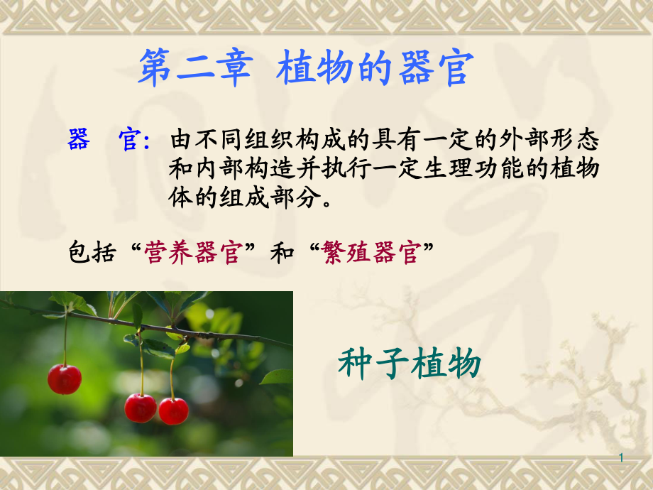 药用植物学与生药学-04根.ppt_第1页