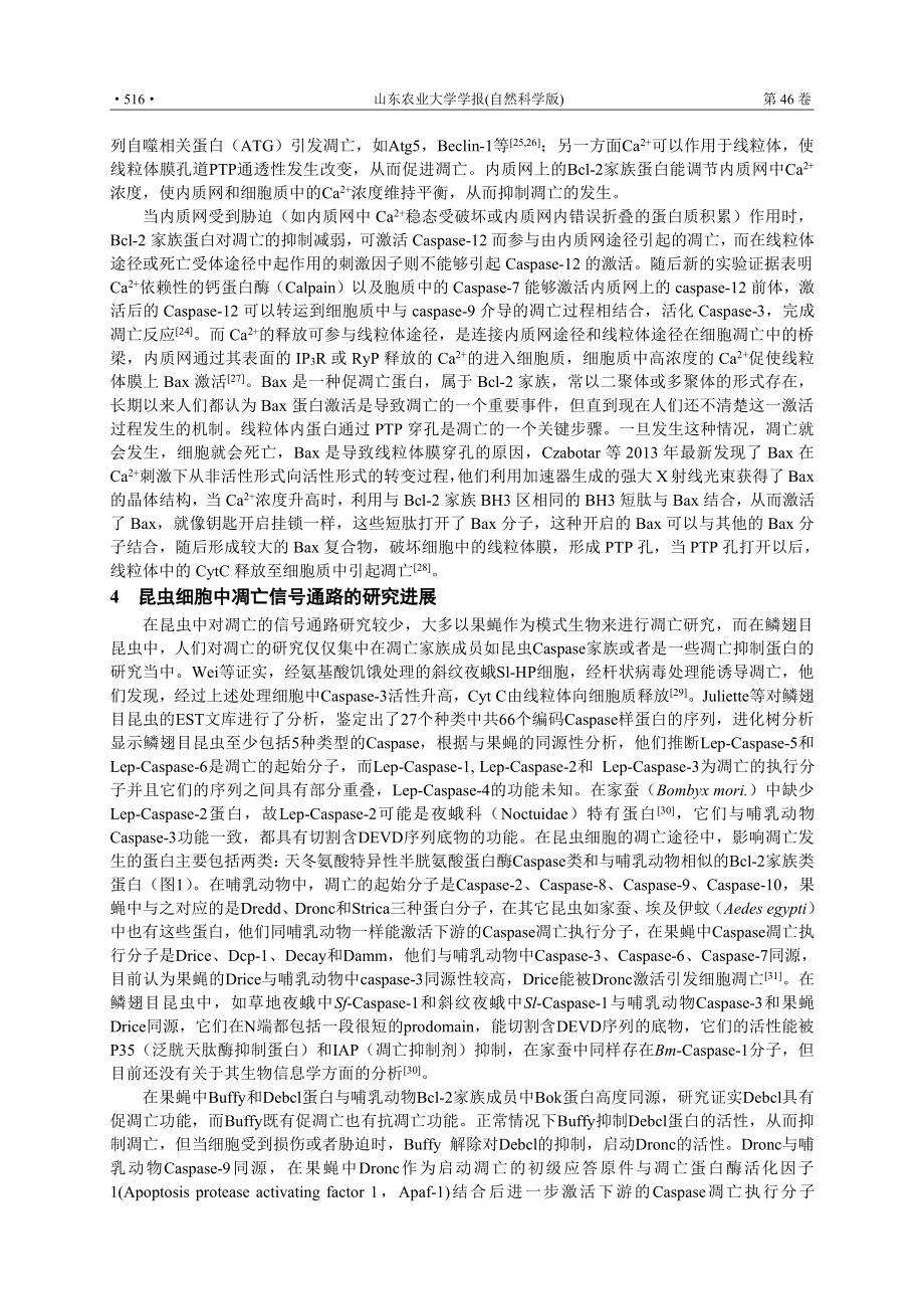 细胞凋亡的信号通路.pdf_第3页