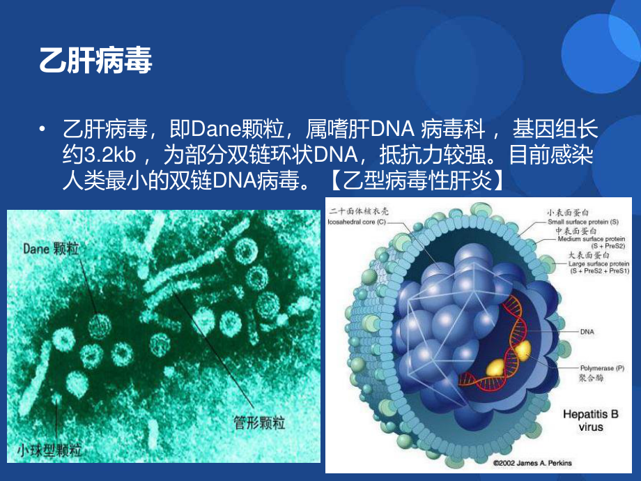 慢性乙型肝炎最新研究进展.ppt_第3页