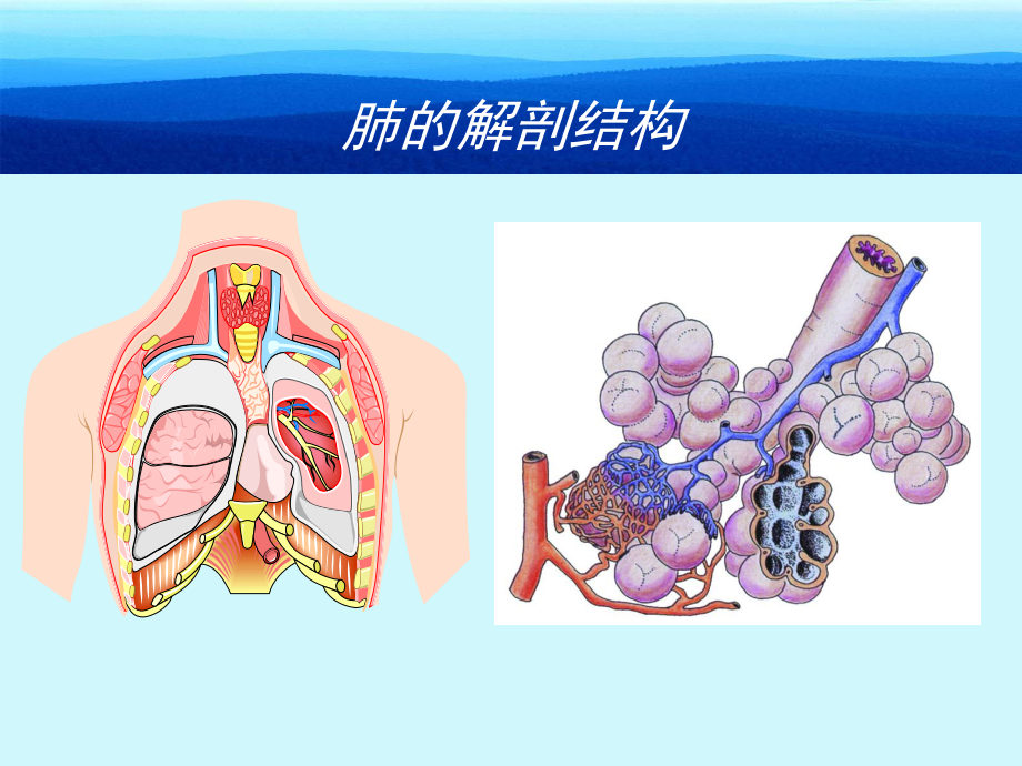 呼吸力学.ppt_第3页