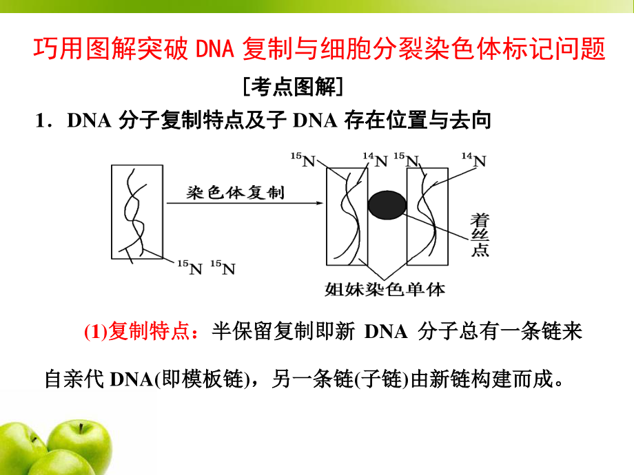 必修2第二单元第4讲-巧用图解-突破DNA复制与细胞分裂中染色体标记问题.ppt_第1页