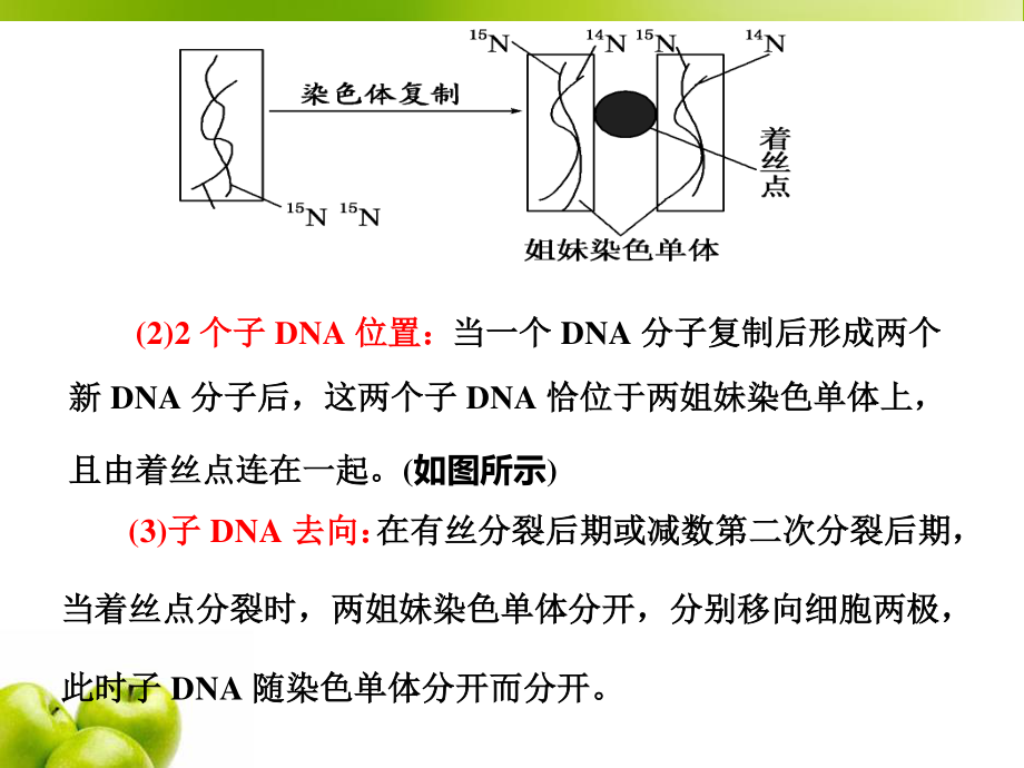 必修2第二单元第4讲-巧用图解-突破DNA复制与细胞分裂中染色体标记问题.ppt_第2页