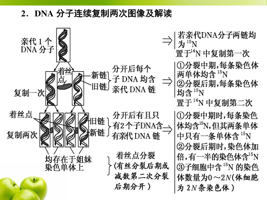 必修2第二单元第4讲-巧用图解-突破DNA复制与细胞分裂中染色体标记问题.ppt_第3页