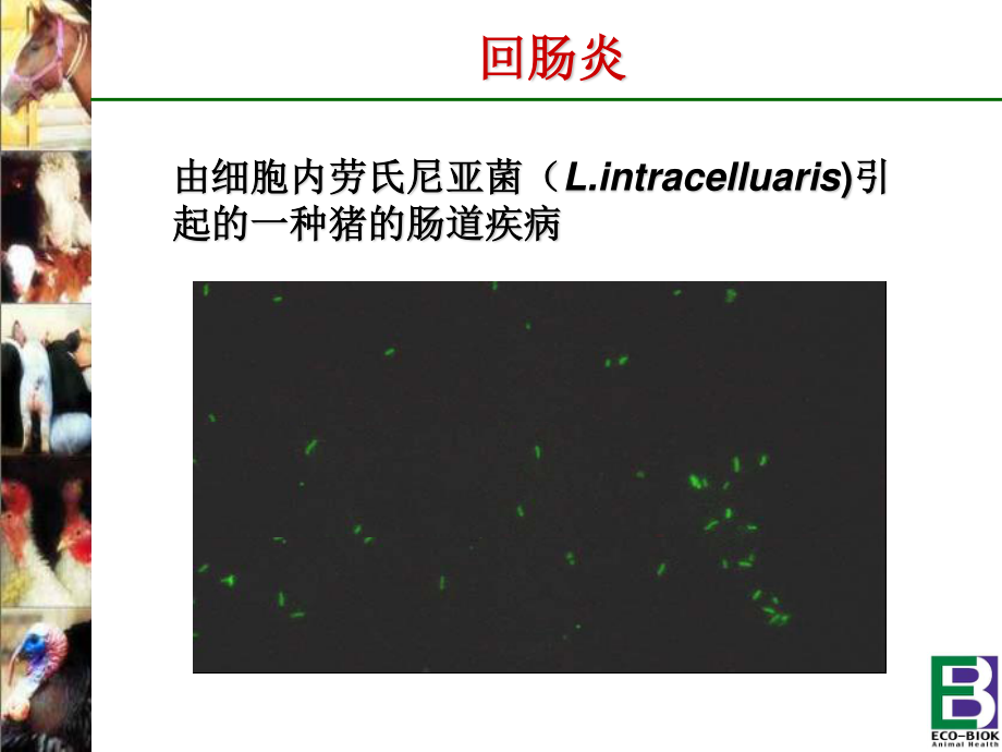 猪回肠炎---猪回肠炎简介.ppt_第2页