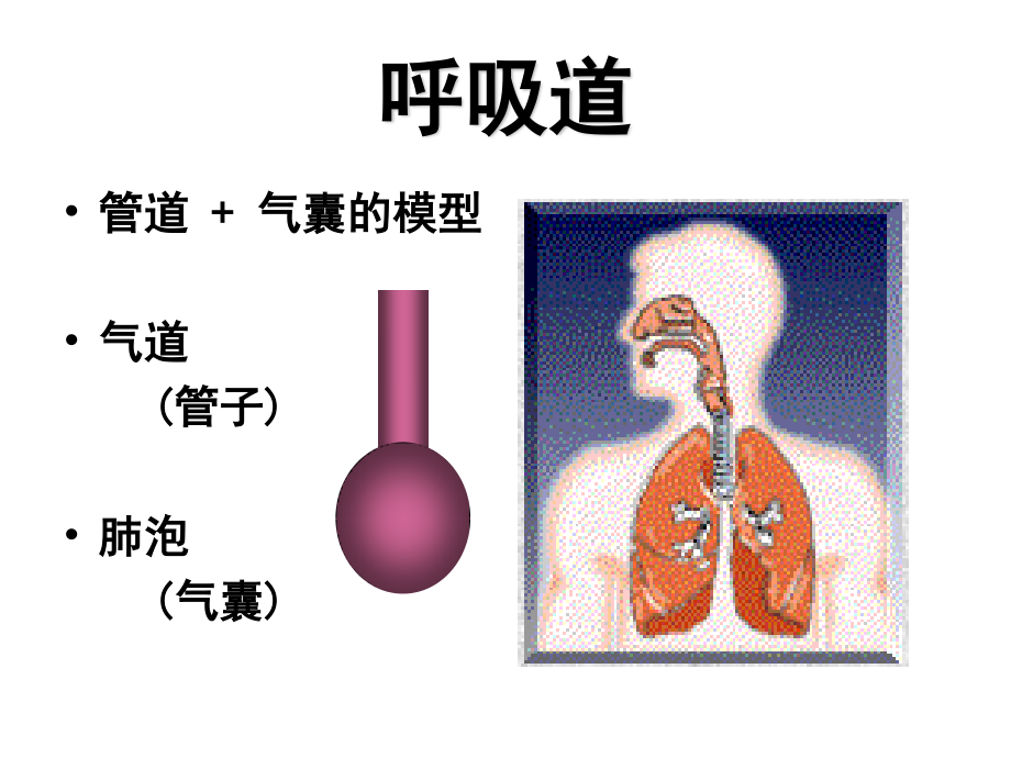 呼吸力学的监测.ppt_第2页