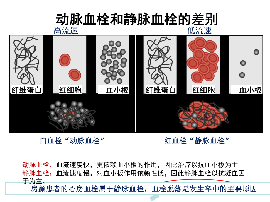 抗凝药的基础及应用2.pptx_第3页