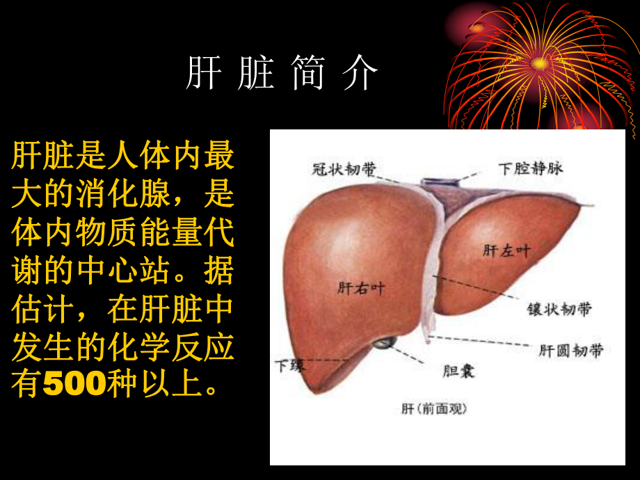 常见肝病成因与防治-(1).ppt_第2页