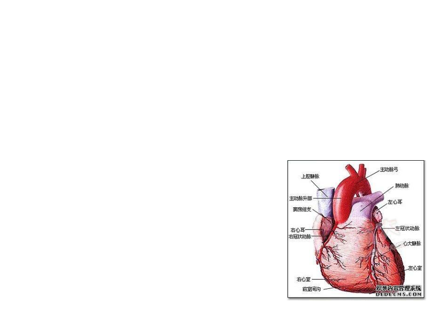 生理-冠脉循环.pptx_第3页