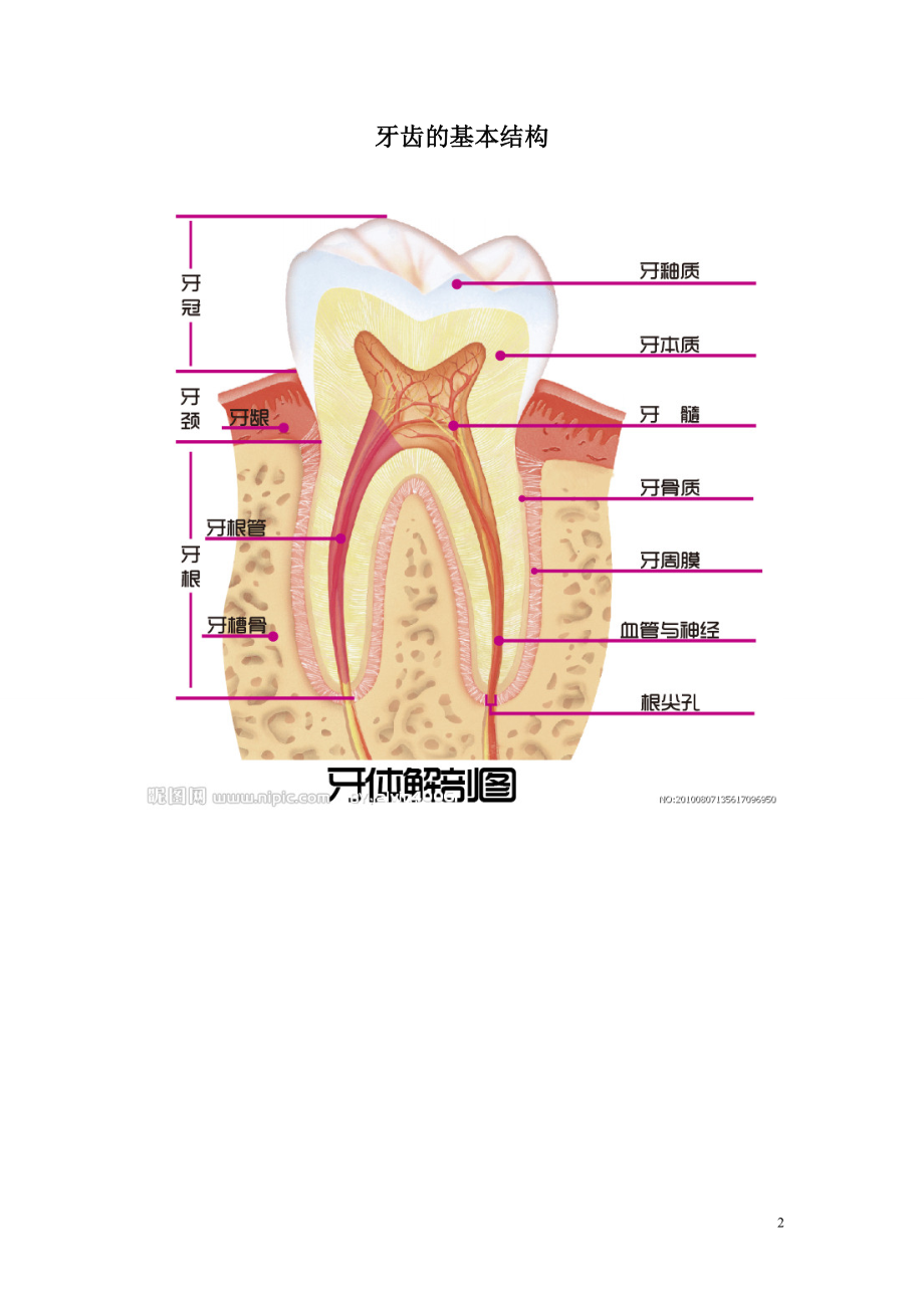 口腔基本知识.doc_第2页