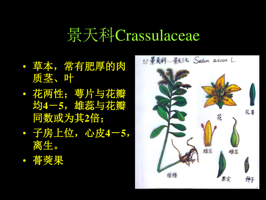 景天科虎耳草科全解.ppt_第1页