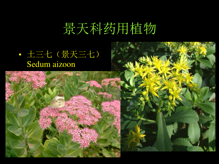 景天科虎耳草科全解.ppt_第3页