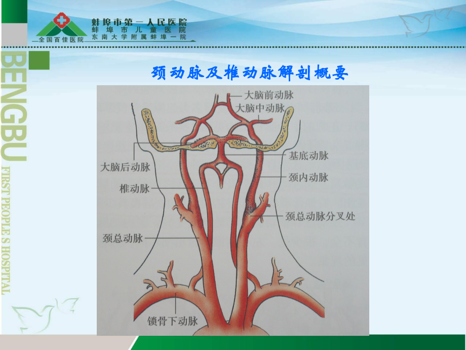 锁骨下动脉盗血综合征详解.ppt_第2页