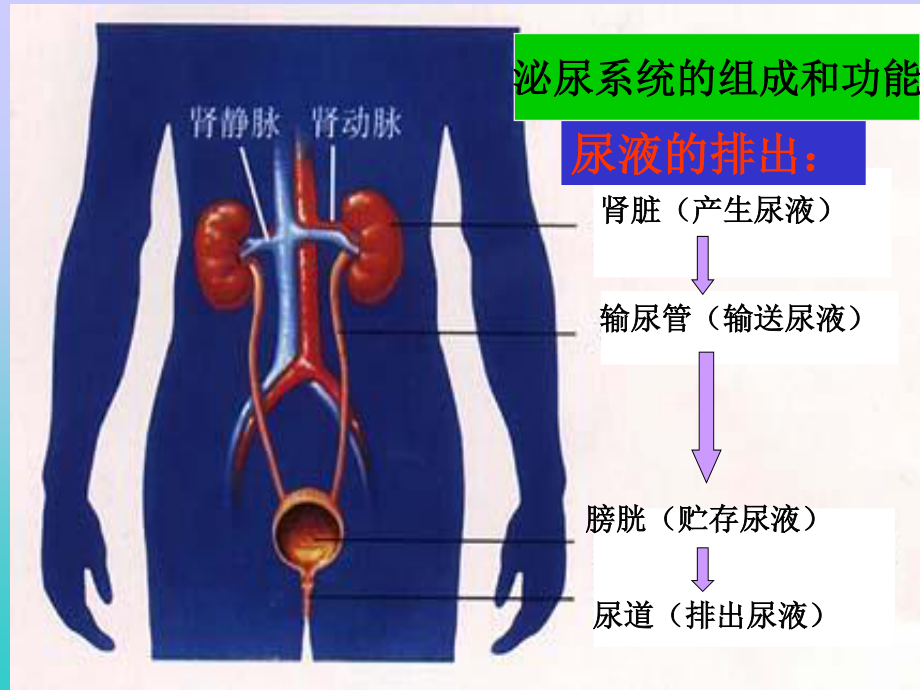 尿的行成及排出.ppt_第3页