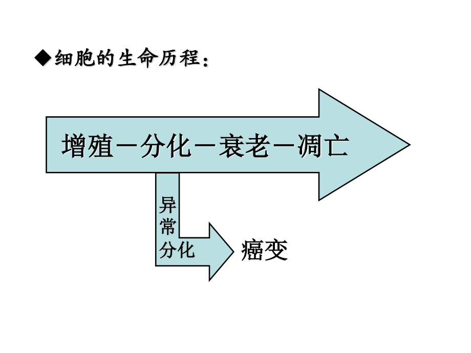 必修1-6-2细胞的分化、衰老、凋亡、癌变2.ppt_第1页