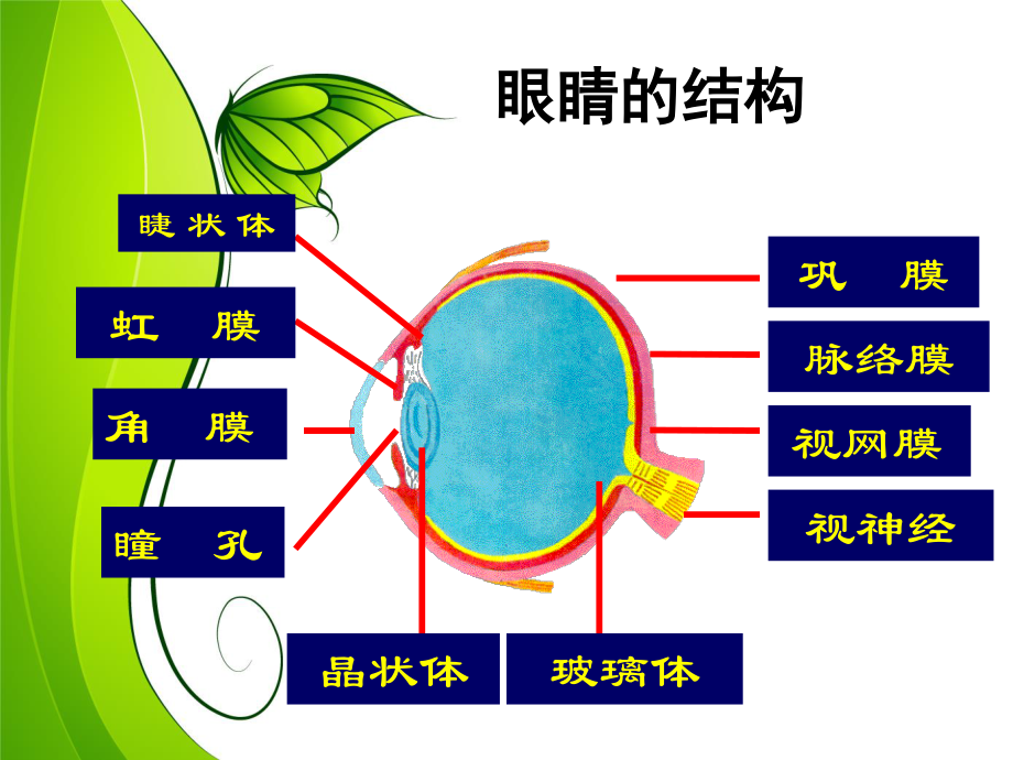 爱眼镜爱视力.ppt_第1页