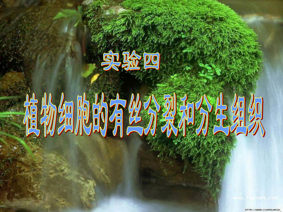 植物细胞的有丝分裂和分生组织.ppt_第1页