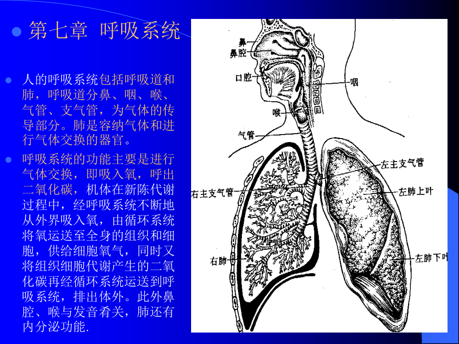 呼吸道分鼻、咽、喉、气管、支气管-为气体的传导部分.ppt_第1页