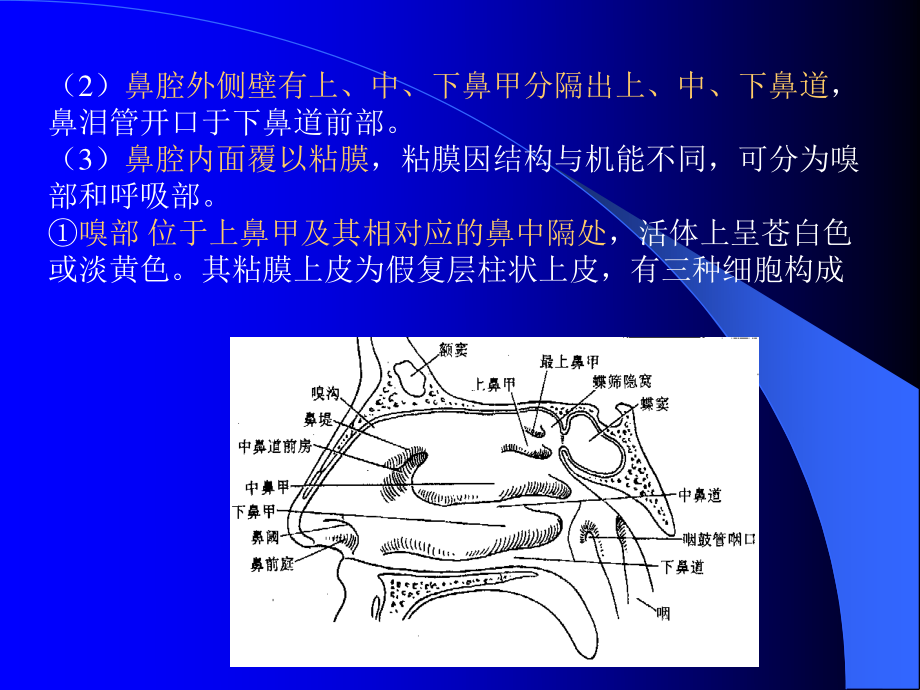 呼吸道分鼻、咽、喉、气管、支气管-为气体的传导部分.ppt_第3页