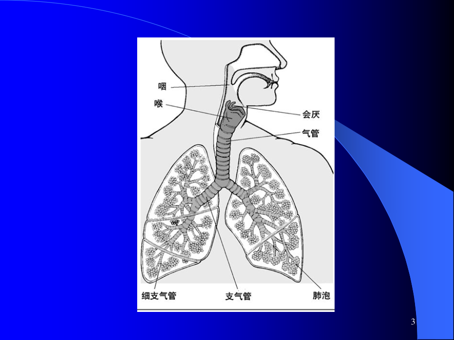 呼吸系统常见病.ppt_第3页