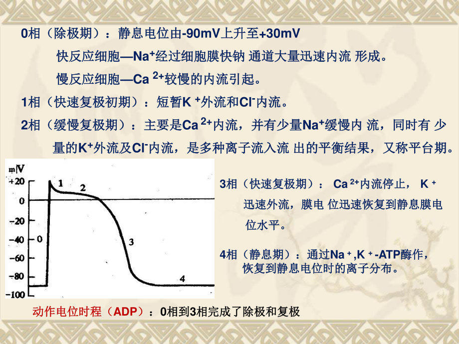 常用的抗心律失常药讲义.ppt_第3页