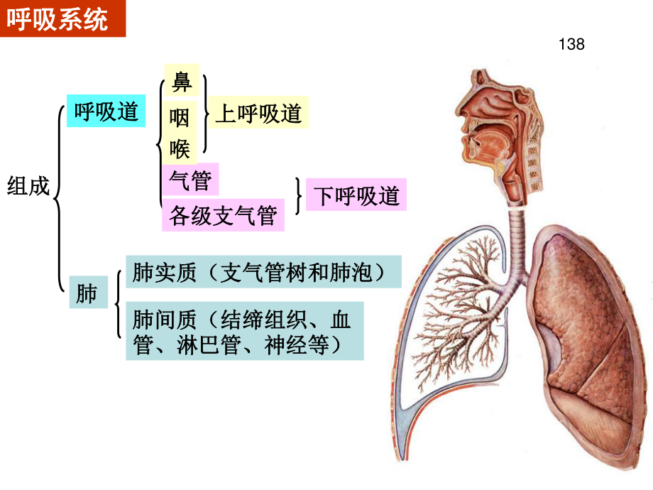 呼吸、泌尿系统和男性生殖系统.ppt_第2页