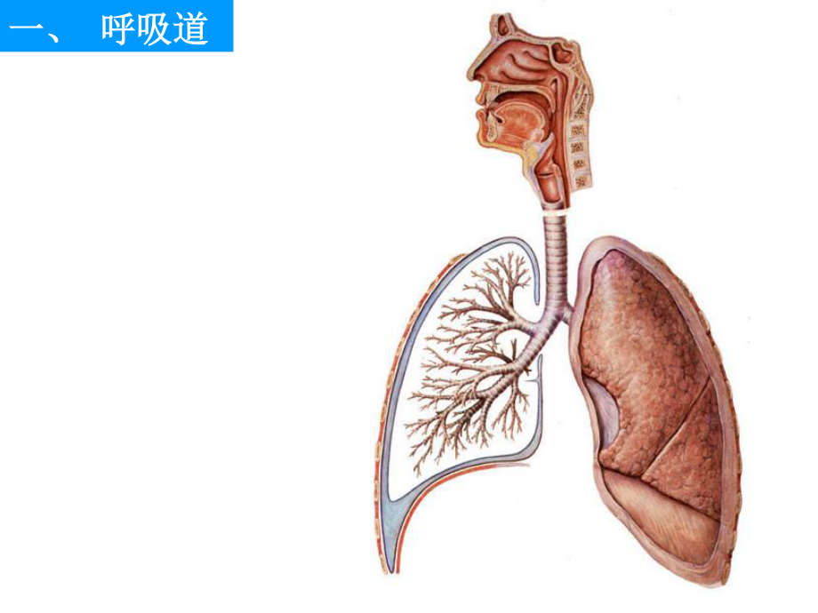 呼吸、泌尿系统和男性生殖系统.ppt_第3页