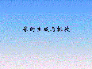 尿的生成与排放.ppt