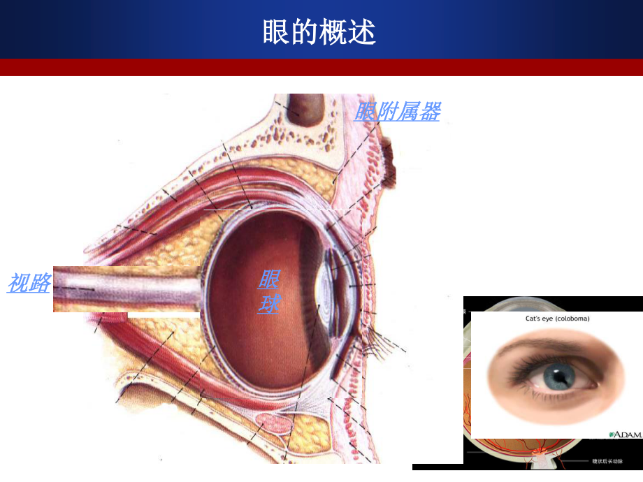 点眼药水.ppt_第3页