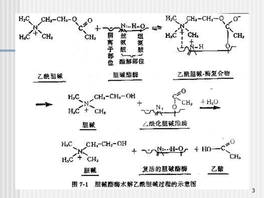 抗胆碱酯酶药总论.ppt_第3页