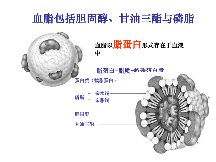 血脂基础.ppt_第3页