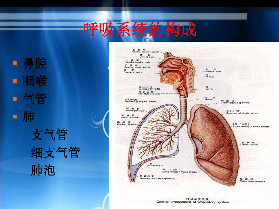 呼吸功能训练-(1).ppt_第3页