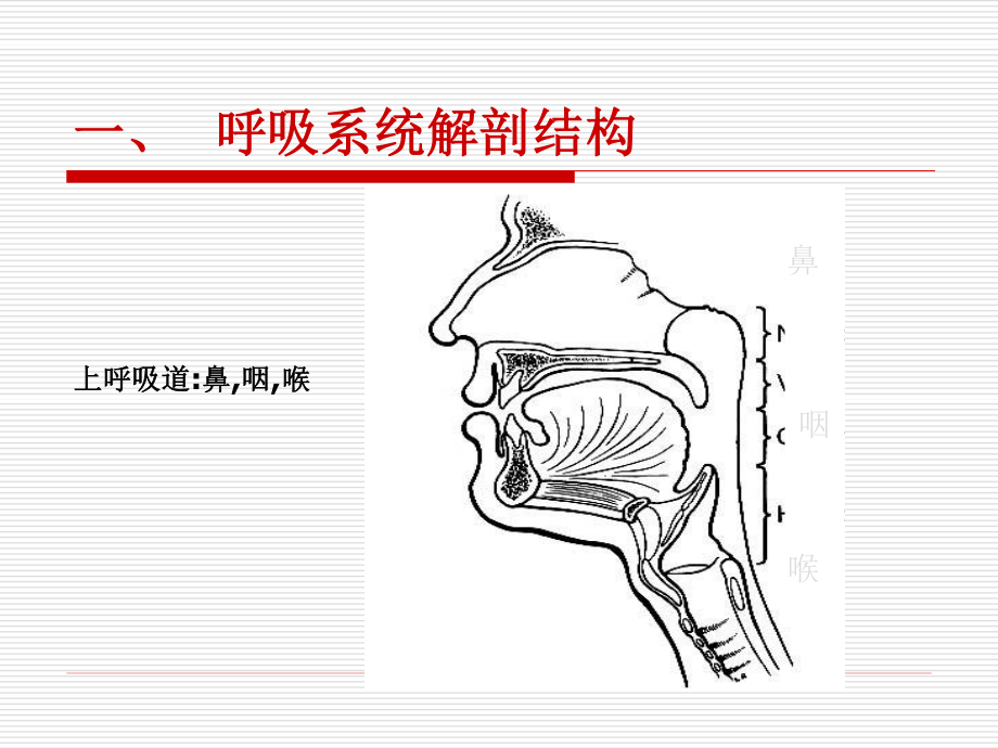 呼吸系统概论.ppt_第3页