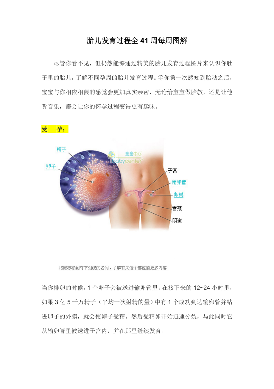 胎儿发育过程全41周图解.doc_第1页