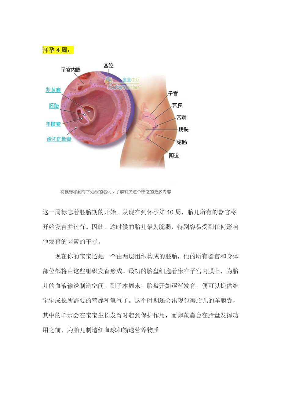 胎儿发育过程全41周图解.doc_第3页