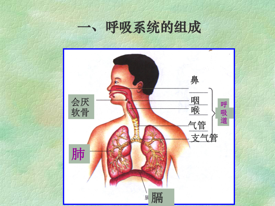 发生在肺内的气体交换AKnKUn.ppt_第1页