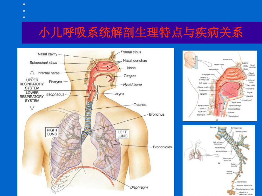 咳嗽诊疗新观点.ppt_第2页